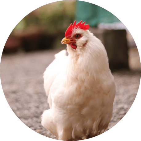 broiler bird