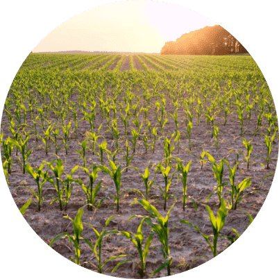 The ReEarth Movement image